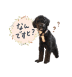 保護犬Cocoのスタンプ（個別スタンプ：11）