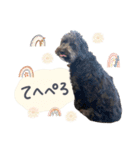 保護犬Cocoのスタンプ（個別スタンプ：12）