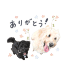 保護犬Cocoのスタンプ（個別スタンプ：13）