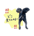 保護犬Cocoのスタンプ（個別スタンプ：15）