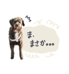 保護犬Cocoのスタンプ（個別スタンプ：16）