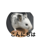 ごま塩ちゃん➕ろくちゃんLINEスタンプ（個別スタンプ：1）