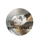 ごま塩ちゃん➕ろくちゃんLINEスタンプ（個別スタンプ：3）