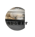 ごま塩ちゃん➕ろくちゃんLINEスタンプ（個別スタンプ：4）