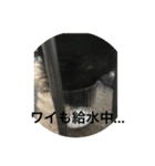 ごま塩ちゃん➕ろくちゃんLINEスタンプ（個別スタンプ：5）