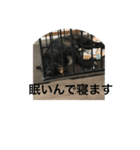 ごま塩ちゃん➕ろくちゃんLINEスタンプ（個別スタンプ：6）