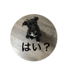 ごま塩ちゃん➕ろくちゃんLINEスタンプ（個別スタンプ：8）