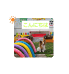 ぱぴぱぴパピヨン76（個別スタンプ：4）