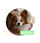 ぱぴぱぴパピヨン76（個別スタンプ：11）