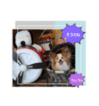ぱぴぱぴパピヨン76（個別スタンプ：12）