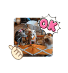 ぱぴぱぴパピヨン76（個別スタンプ：17）