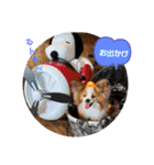 ぱぴぱぴパピヨン76（個別スタンプ：18）