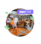 ぱぴぱぴパピヨン76（個別スタンプ：19）