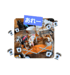ぱぴぱぴパピヨン76（個別スタンプ：23）