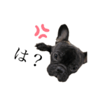 BUN BUN フレンチブルドッグ（個別スタンプ：5）