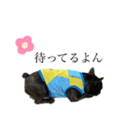 BUN BUN フレンチブルドッグ（個別スタンプ：24）