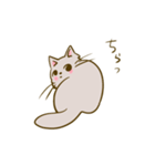 猫のきぬくん（個別スタンプ：11）