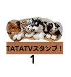 TATATVスタンプ！（個別スタンプ：15）