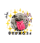 Luckyコマ犬〜幸せを呼ぶ〜（個別スタンプ：2）