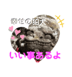 Luckyコマ犬〜幸せを呼ぶ〜（個別スタンプ：11）