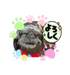 Luckyコマ犬〜幸せを呼ぶ〜（個別スタンプ：13）