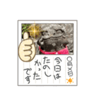 Luckyコマ犬〜幸せを呼ぶ〜（個別スタンプ：22）