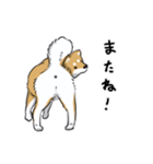 芝犬の太郎（個別スタンプ：4）