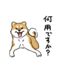 芝犬の太郎（個別スタンプ：13）