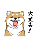 芝犬の太郎（個別スタンプ：19）