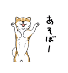 芝犬の太郎（個別スタンプ：31）