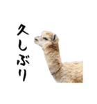 動く！アルパカと動物園の仲間たち（個別スタンプ：4）