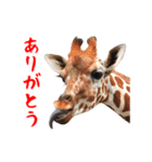 動く！アルパカと動物園の仲間たち（個別スタンプ：6）