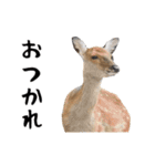 動く！アルパカと動物園の仲間たち（個別スタンプ：15）