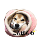 R I K I chan（個別スタンプ：6）