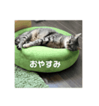 ねこと暮らす幸せ（個別スタンプ：3）