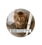ねこと暮らす幸せ（個別スタンプ：4）