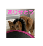 ねこと暮らす幸せ（個別スタンプ：5）