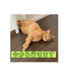 ねこと暮らす幸せ（個別スタンプ：6）
