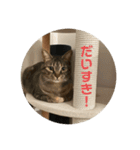 ねこと暮らす幸せ（個別スタンプ：7）