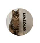 ねこと暮らす幸せ（個別スタンプ：8）