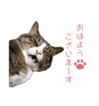 かわいい猫様の写真のスタンプ（個別スタンプ：1）