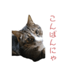 かわいい猫様の写真のスタンプ（個別スタンプ：3）
