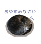 かわいい猫様の写真のスタンプ（個別スタンプ：4）