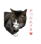 かわいい猫様の写真のスタンプ（個別スタンプ：5）