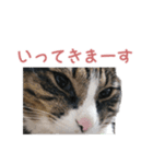 かわいい猫様の写真のスタンプ（個別スタンプ：6）