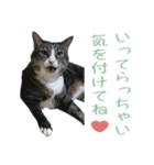 かわいい猫様の写真のスタンプ（個別スタンプ：7）