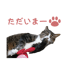 かわいい猫様の写真のスタンプ（個別スタンプ：8）