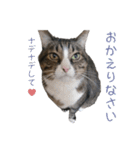 かわいい猫様の写真のスタンプ（個別スタンプ：9）