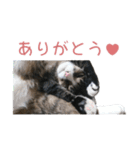 かわいい猫様の写真のスタンプ（個別スタンプ：10）