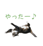 かわいい猫様の写真のスタンプ（個別スタンプ：11）